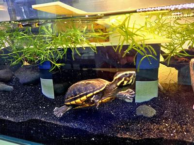 PokeDock XL for grown up small aquarium turtles (Pokemon & Pokeball inspired)