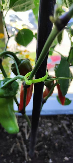 Flower  / vegetables clip - simple and durable