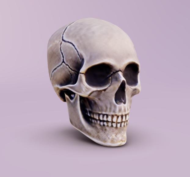 Human Skull