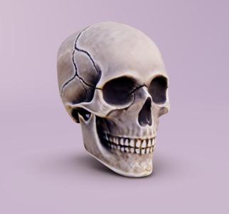 Human Skull