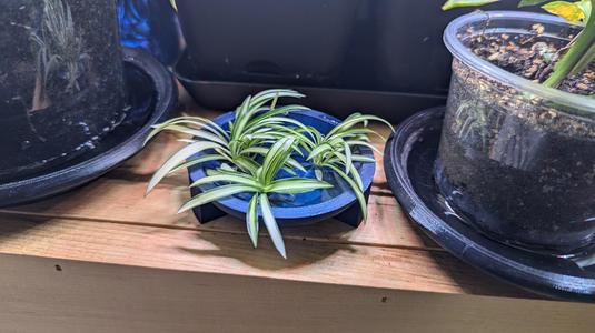 Shallow Decorative Bowl