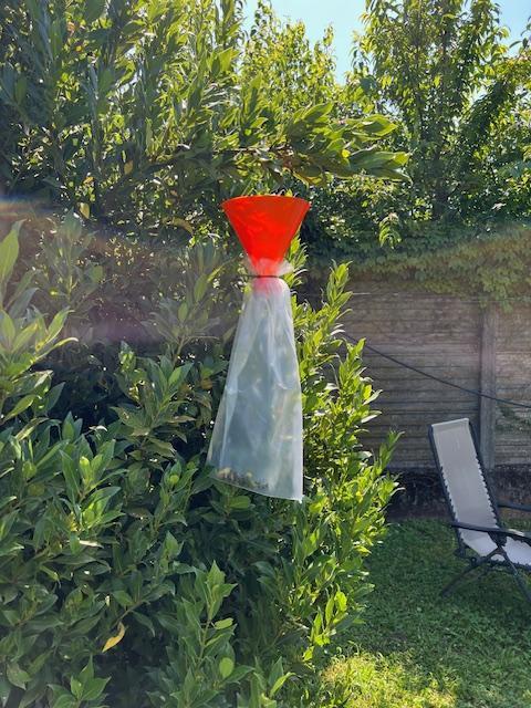 POPILLIA JAPONICA TRAP