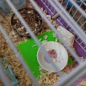 hamster food stand