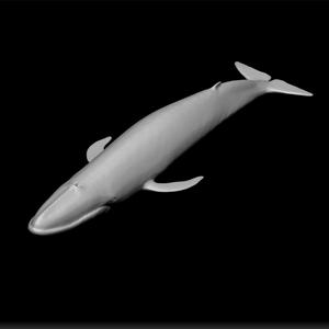 blue whale - baleen whale - marine mammal - Balaenoptera musculus