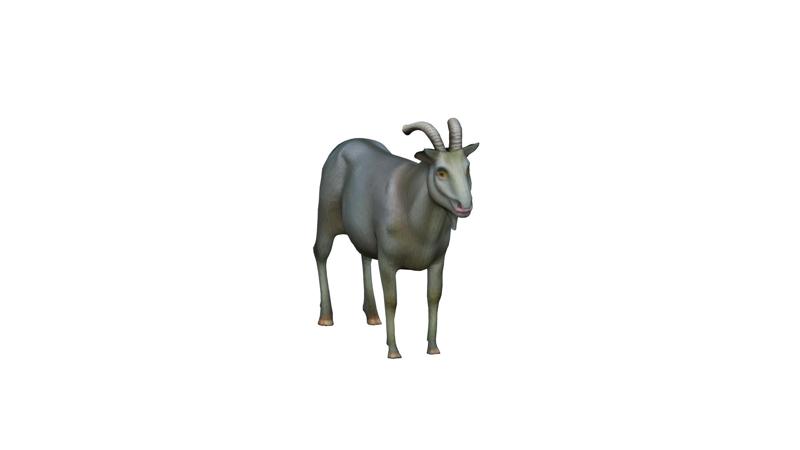 horned goat