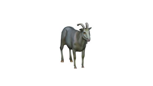 horned goat