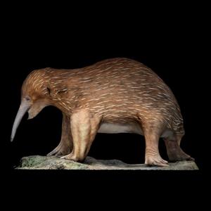 Three-toed Echidna