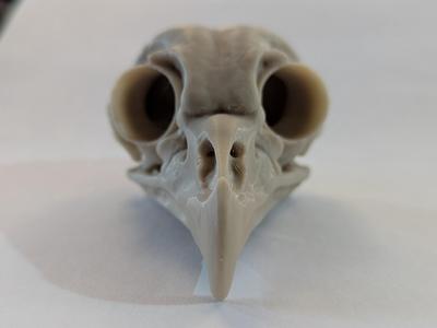Barred owl skull