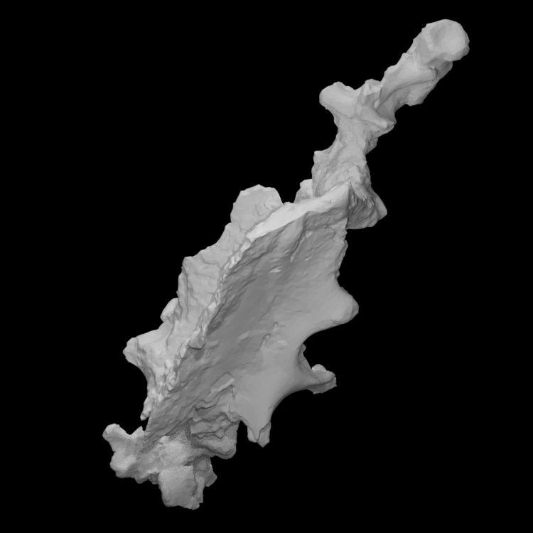 Chilesaurus diegosuarezi sacrum