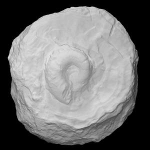 Stromatoporoid and gastropod