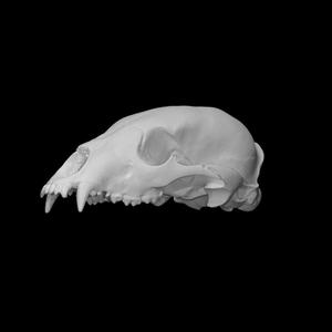 Bear Skull