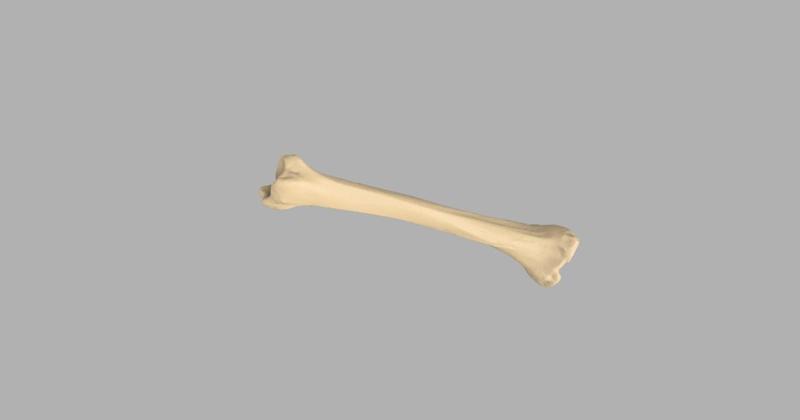 GIAA Bibliothèque Anatomique (Anatomic Library) - Tibia