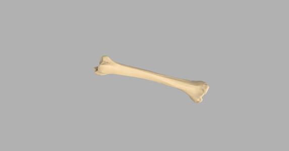 GIAA Bibliothèque Anatomique (Anatomic Library) - Tibia
