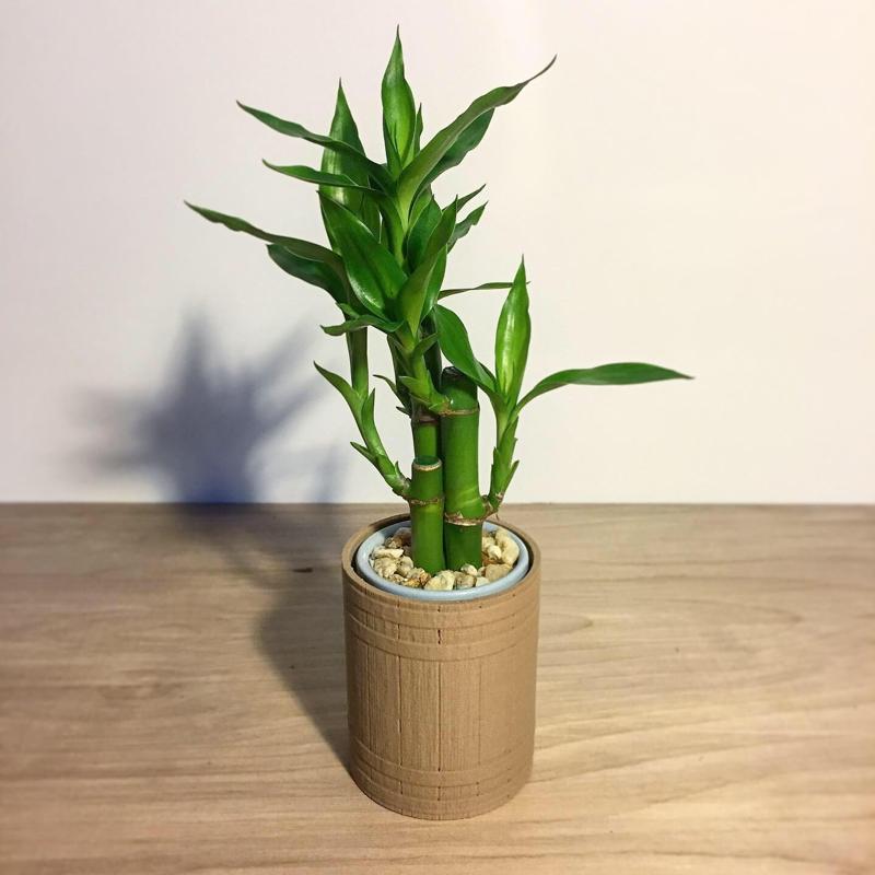 Bamboo Planter