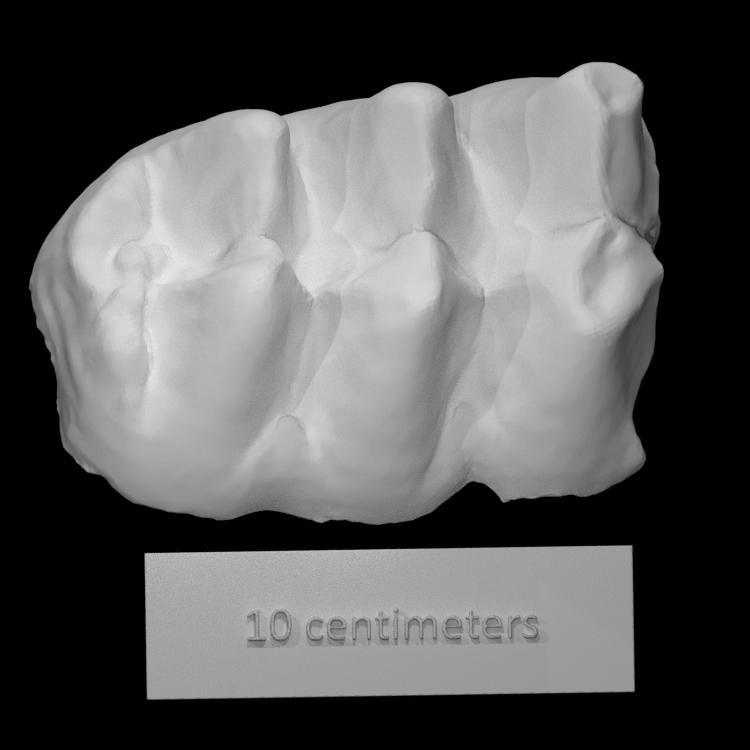 Mastodon Molar