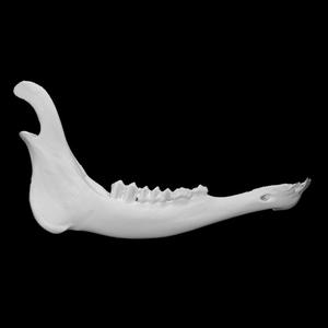 Roosevelt Elk specimen 02 : immature male