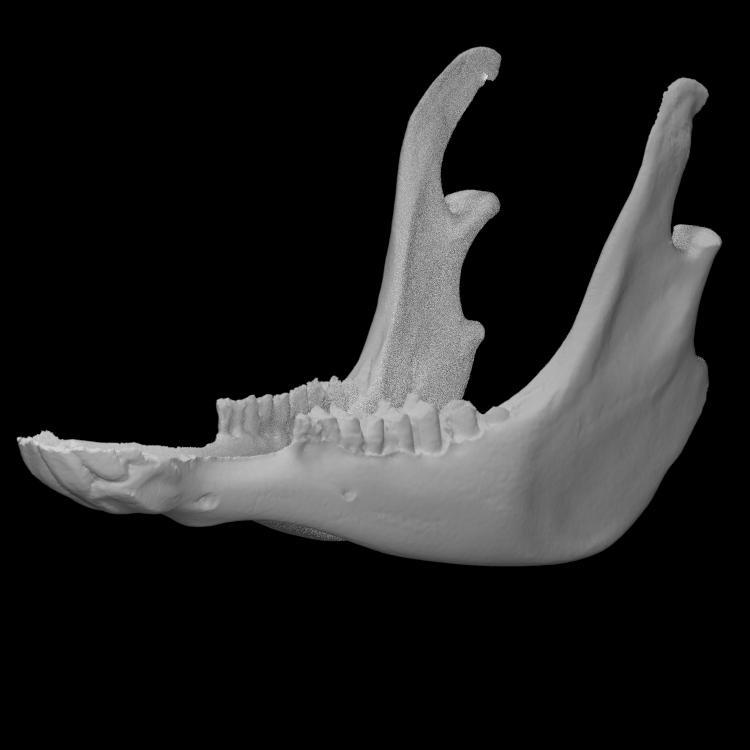 Llama Mandible
