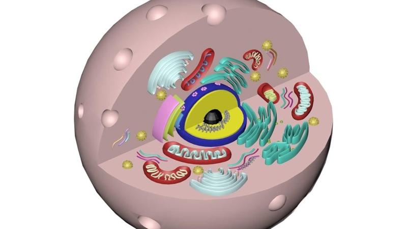 animal cell / eukaryotic cell -model