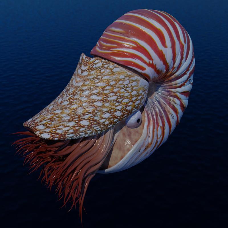 Nautilus