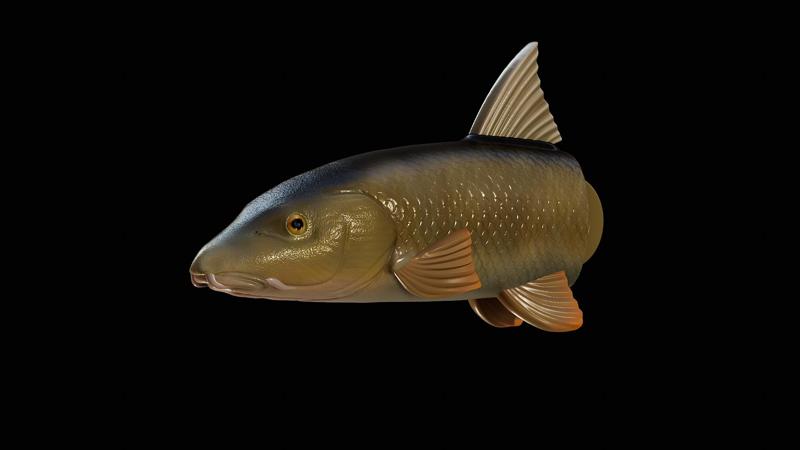 3D fish head Common barbel / Barbus barbus keychain / pendant