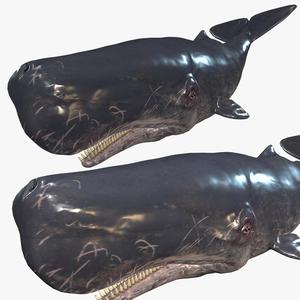 Download ORCA Whale SHARK Fish River water Rigged game 00 ready 3D Model ANIMATED PRINTABLE