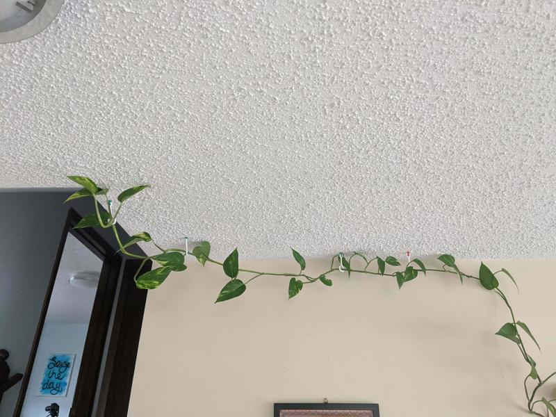 Ceiling Hook for Plants