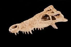 Cuban Crocodile Skull