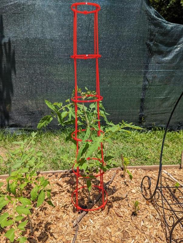 Tomato cage (modified to fit)