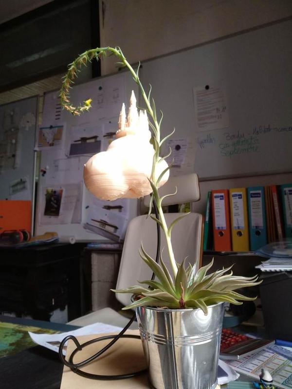 Tuteur de plante "haricot magique"