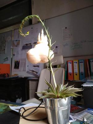 Tuteur de plante "haricot magique"