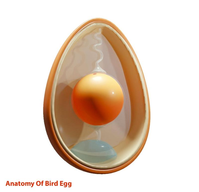 Anatomy Of Bird Egg