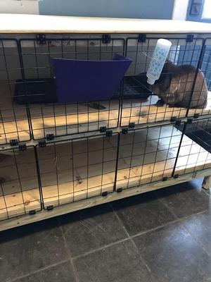 Wire rabbit cage bracket, latch
