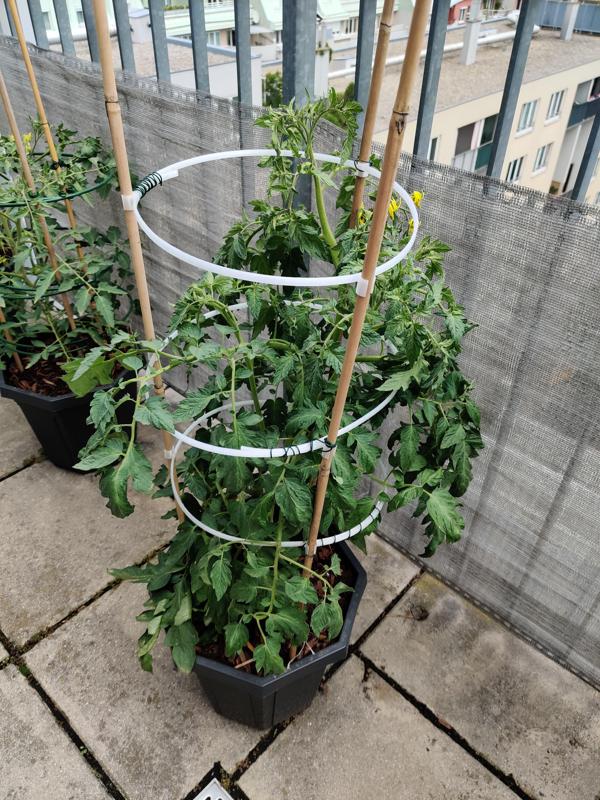 Adjustable tomato cage