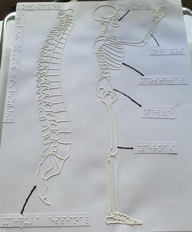 Tactile image: skeleton and spine (side)