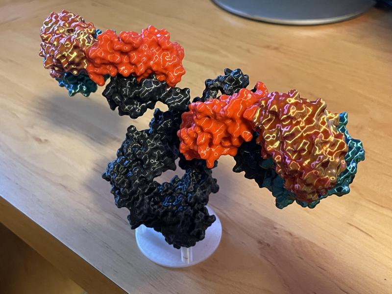 IgG antibody model