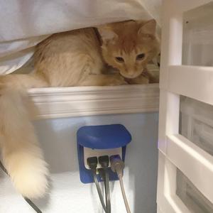 Nugget's Outlet Step (Outlet Shelf GFCI)