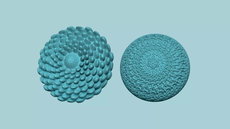 Sunflower Kernel - 02 Options - Molding Arrangement EVA Craft