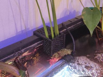 Aquarium Plant Holder Pothos