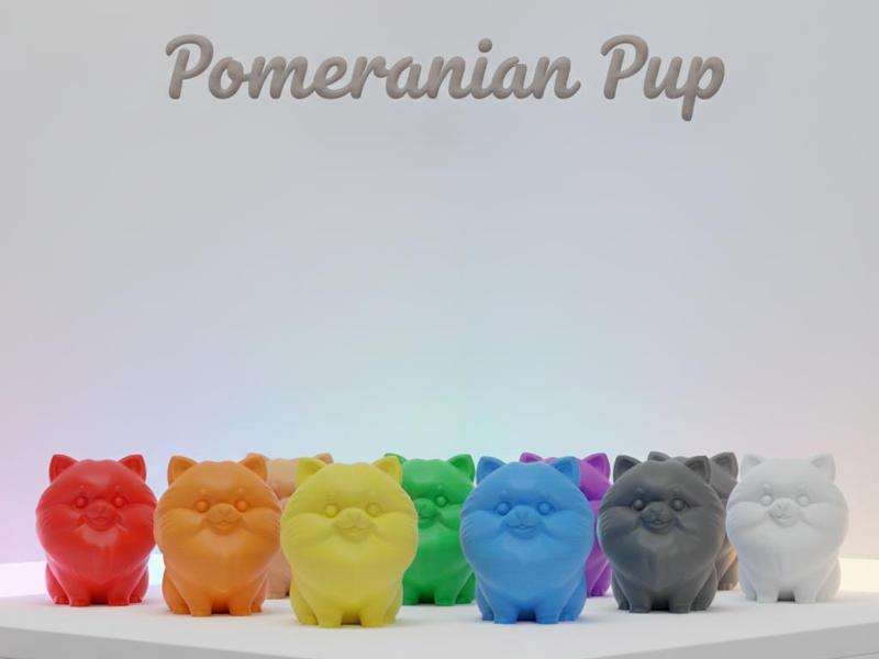 Pomeranian Pup