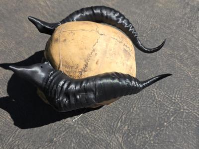 Twisted cow Horn 