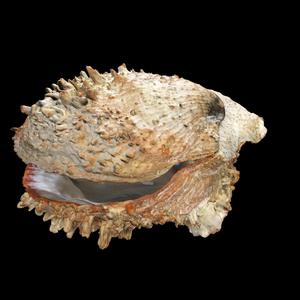 CLAM Scallop CRUSTACEOUS CRAB AMPHIBIAN TADPOLE ANIMAL ANATOMY 3D MODEL WATER OCEAN RIVER RAPTOR