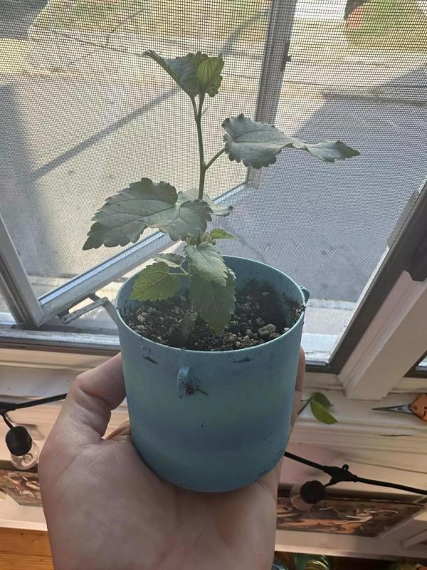 Teacup Sized Planter with drainage for bonsai or small plants