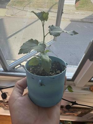 Teacup Sized Planter with drainage for bonsai or small plants
