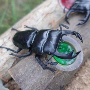 Giant stag beetle (Dorcus Hopei Binodulosus)