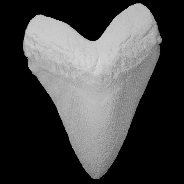 Vertebrate: Carcharocles megalodon (PRI 55188)