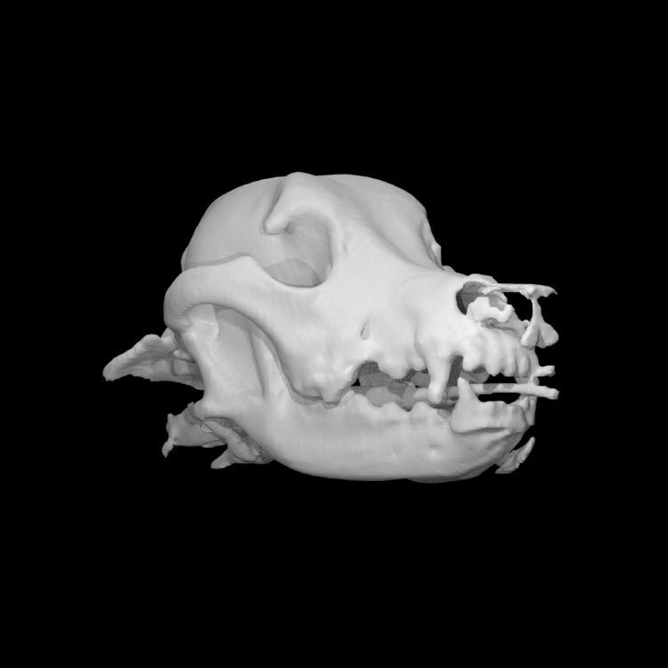 Dog skull
