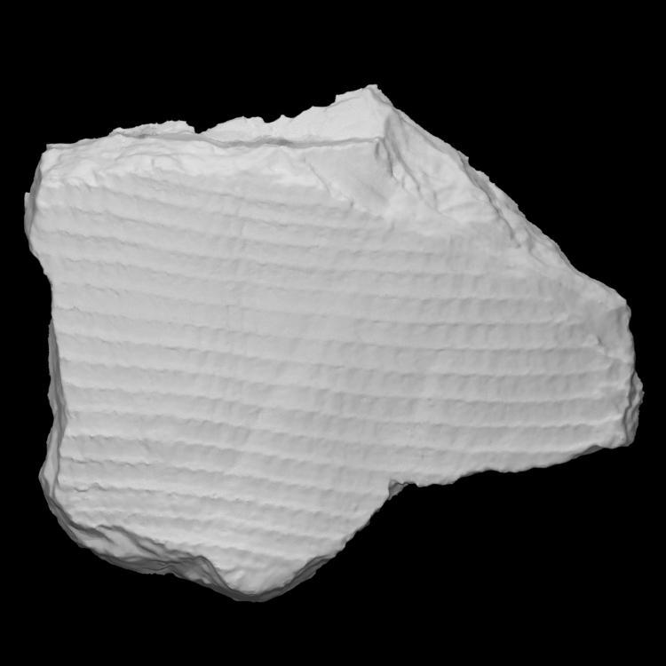 Lepidodendron fossil