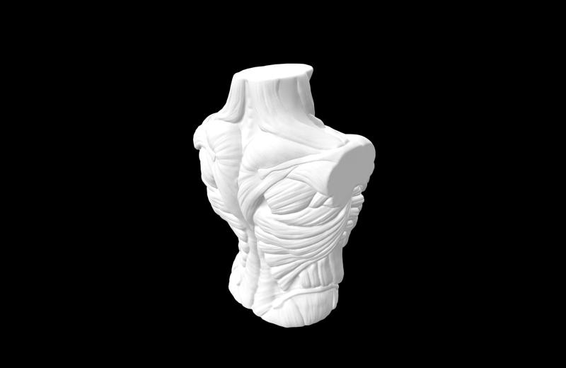 Male Muscles Body