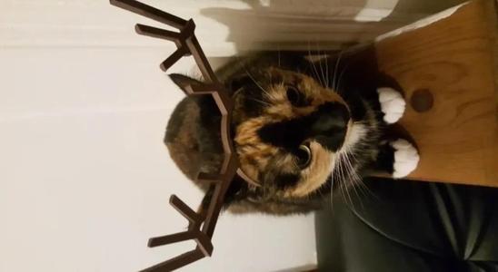 Antlers for dog   