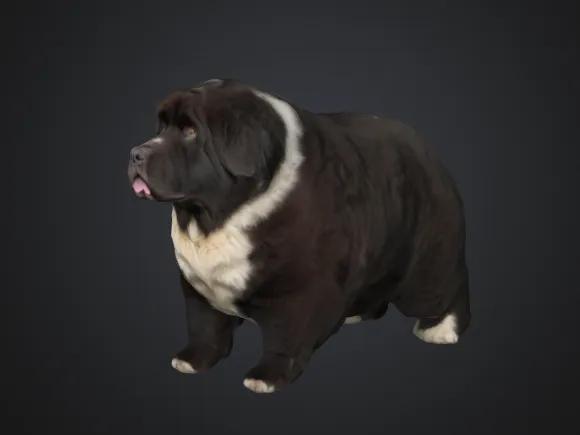 Newfoundland dog   